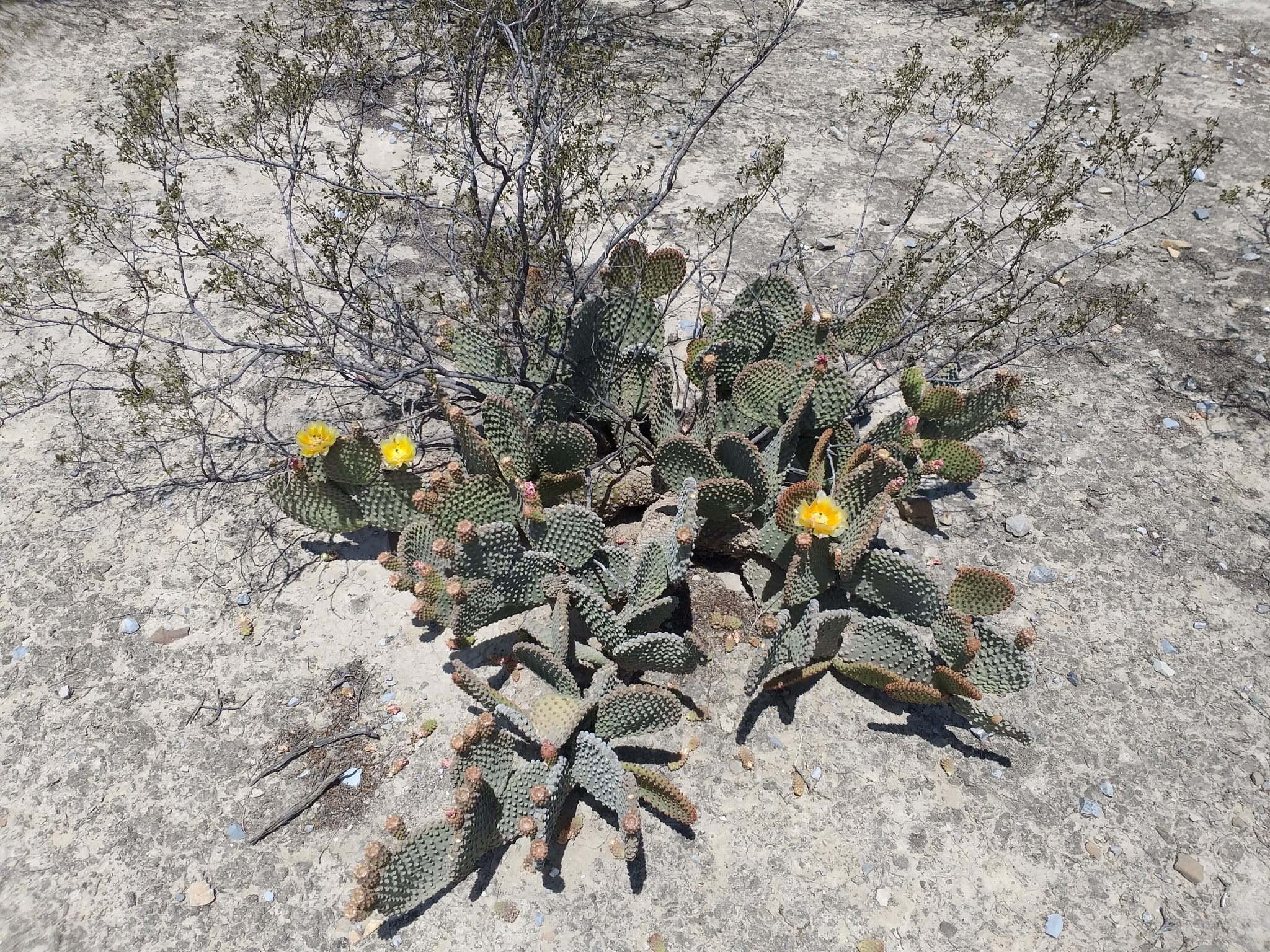 Opuntia microdasys 'microdasys'